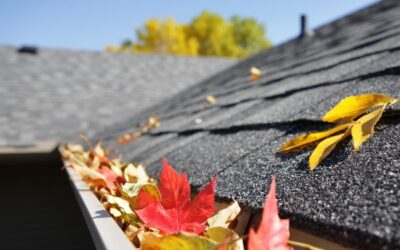 September Mold Concerns in Upstate New York: What Homeowners Need to Know