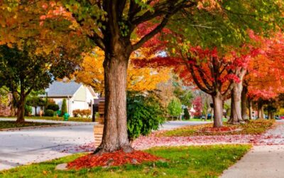 Basement Mold in Fall: What Upstate New York Homeowners Need to Know